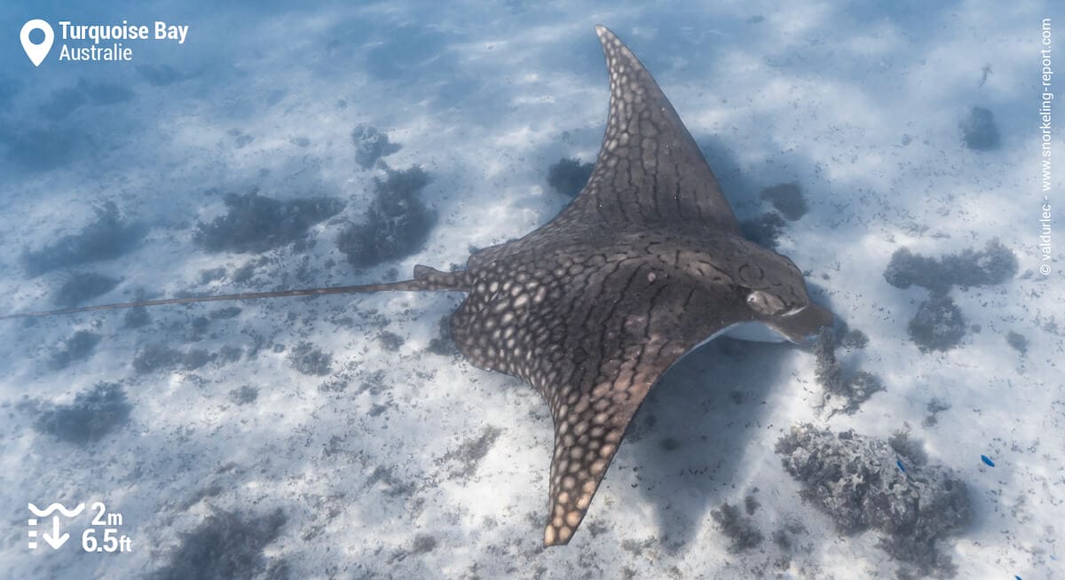 Raie aigle ornée à Turquoise Bay
