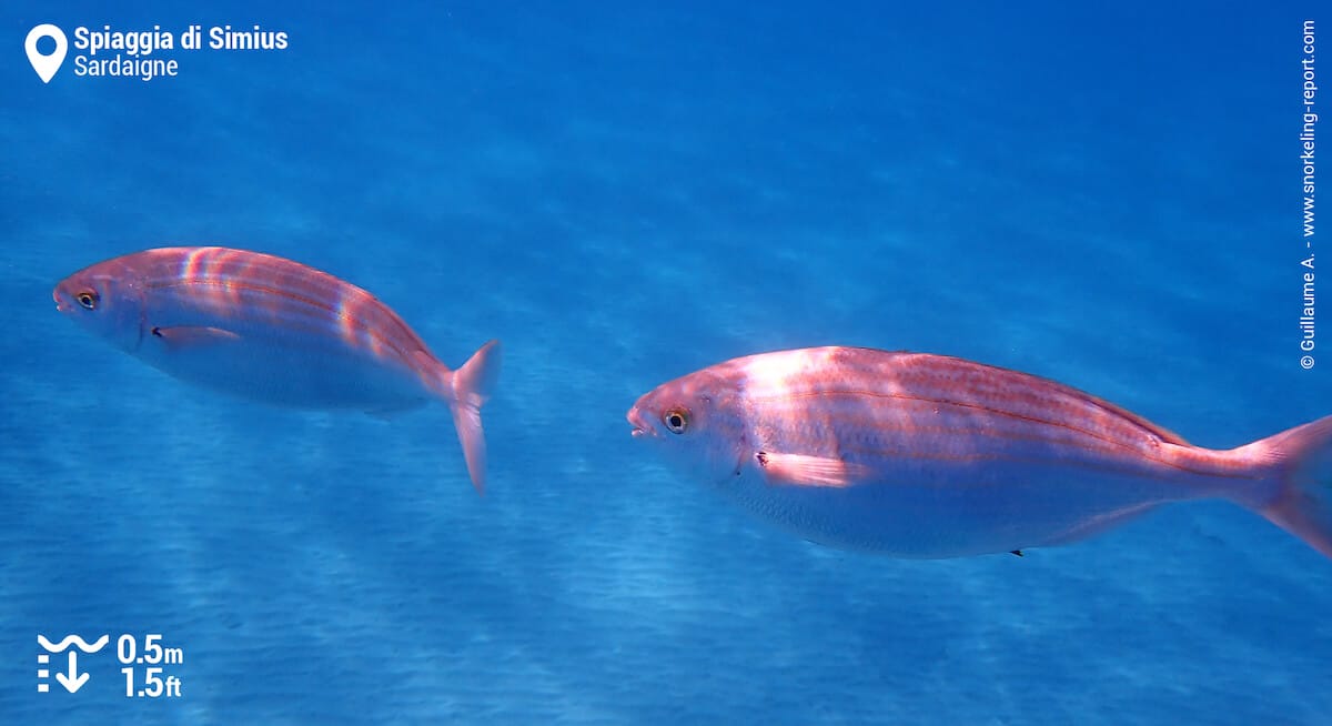 Saupes de Méditerranée à la Plage de Simius