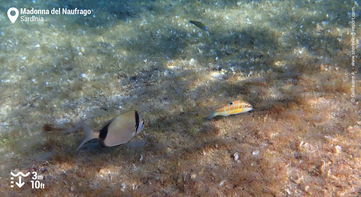 Seabream and ornate wrasse