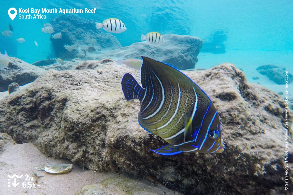Semicircle angelfish and convict tang
