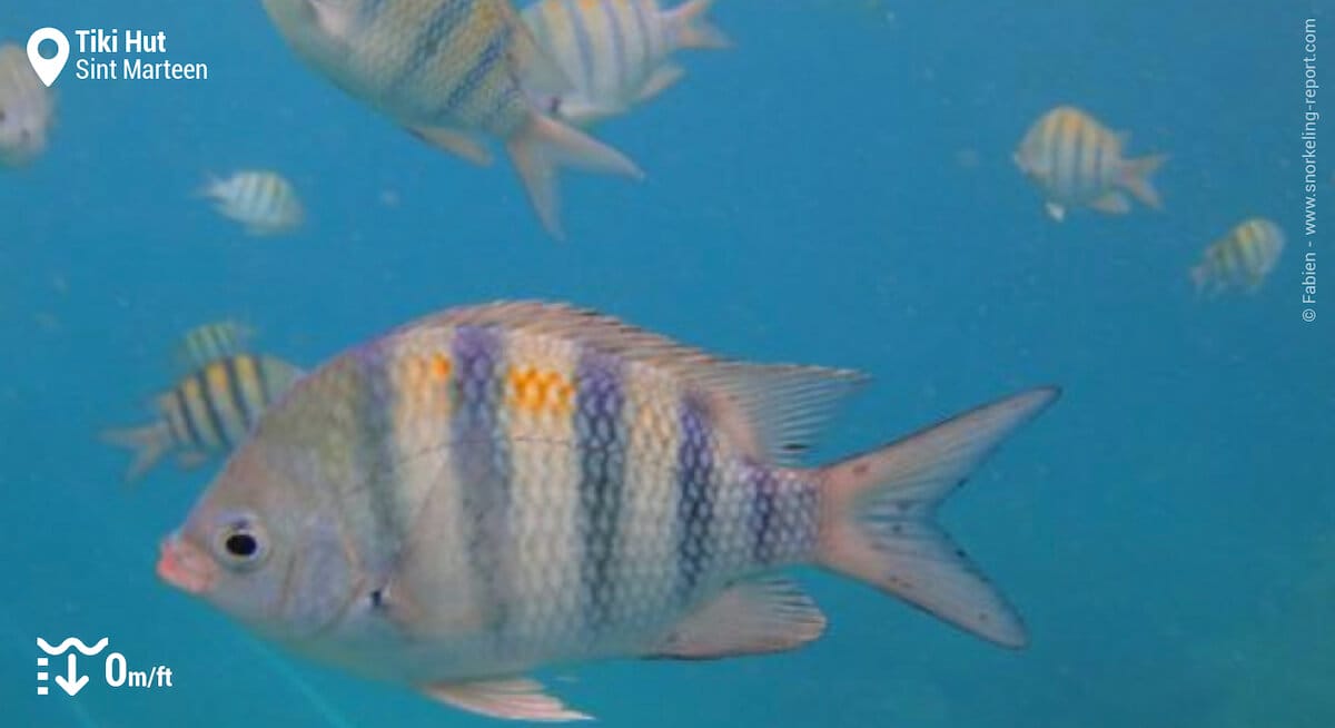 School of sergeant majors at Tiki Hut, Sint Marteen