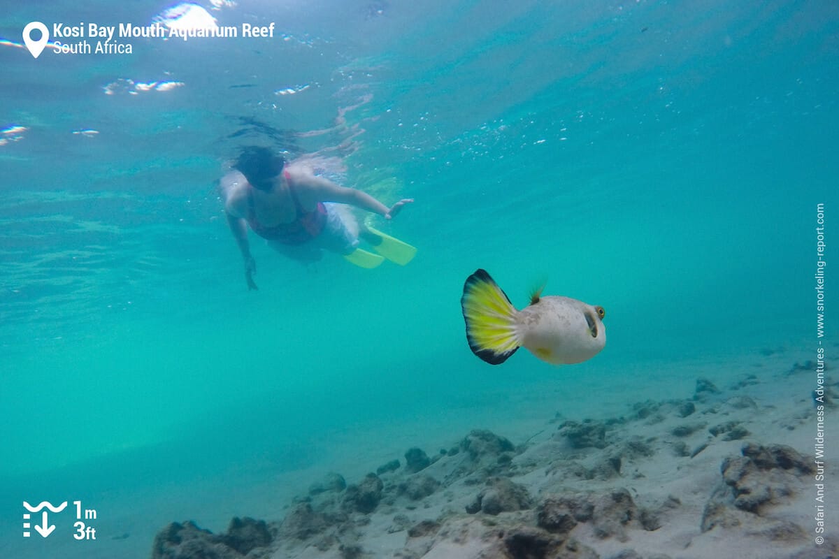 An immaculate puffer noted over the sandy beds.