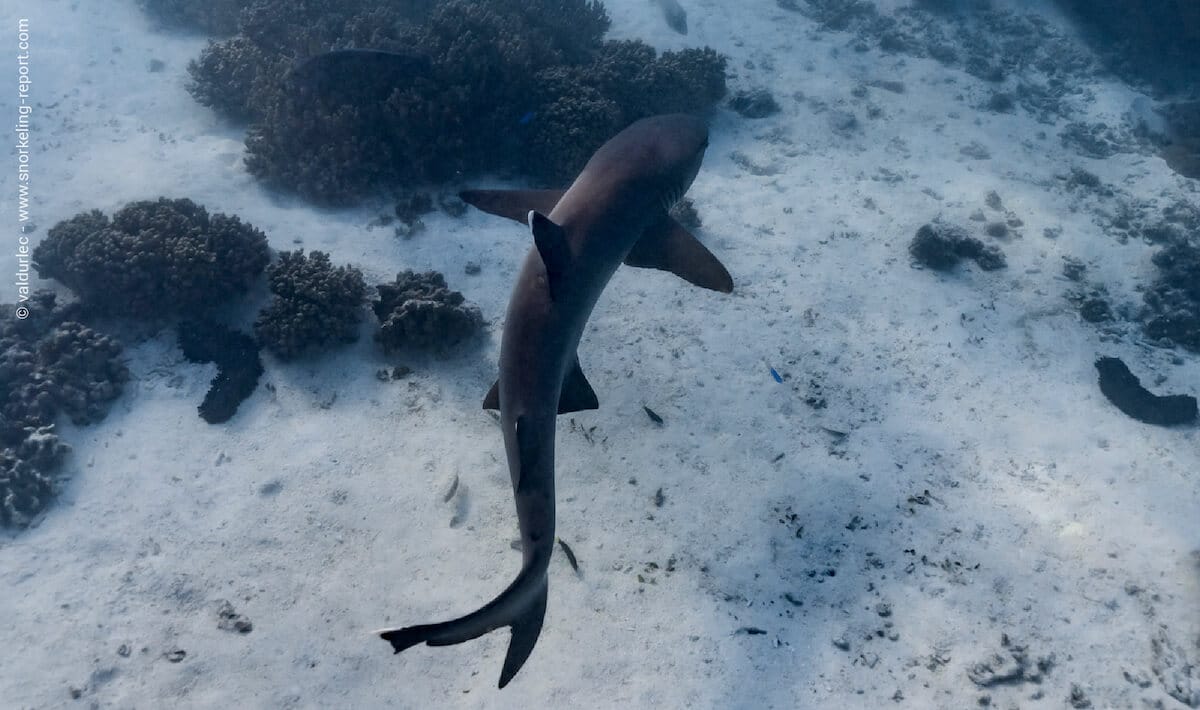 Whitetip reef shark at Turquoise Bay