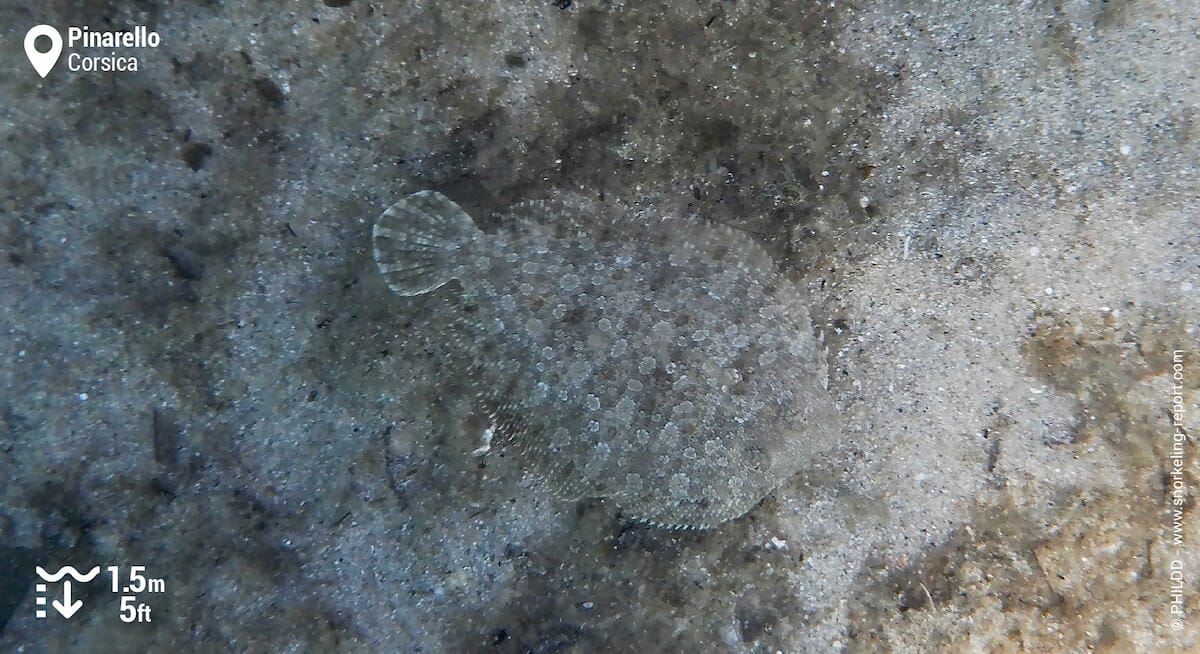 Wide-eyed flounder in Pinarello