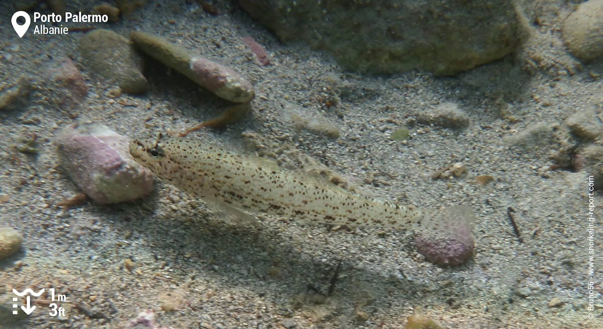 Gobie moucheté à Porto Palermo