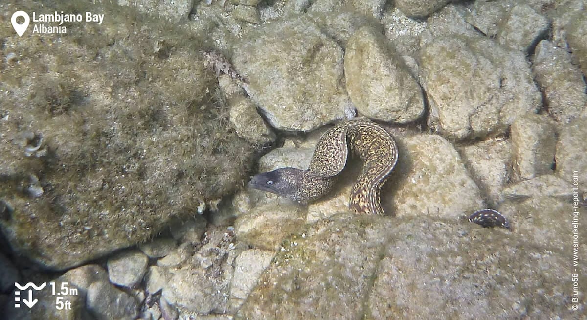 Mediterranean moray in Lambjano Bay