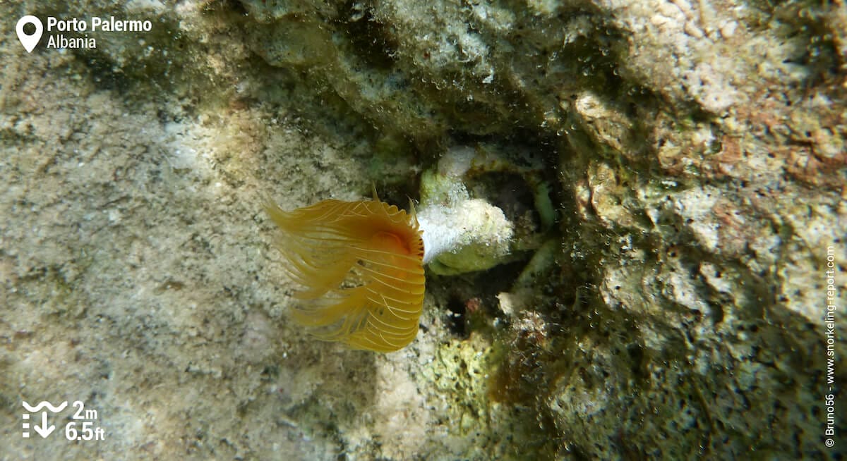 Sabella in Porto Palermo