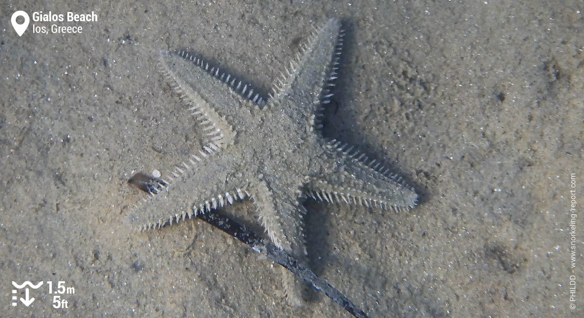Sand sea star
