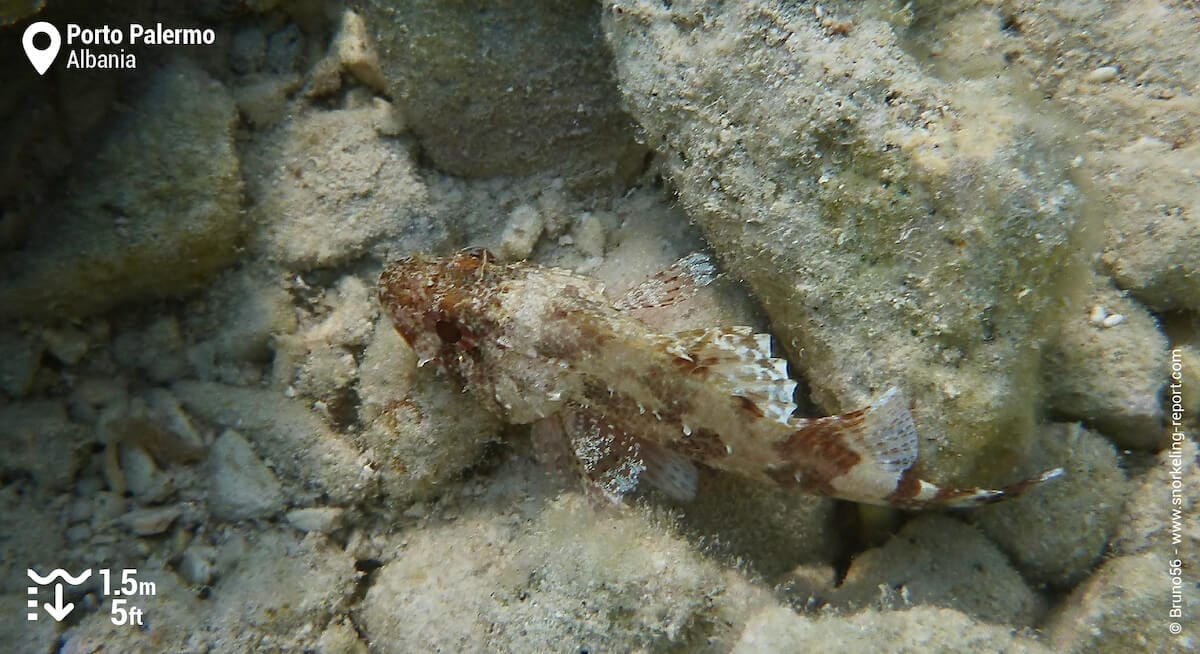 Black scorpionfish in Porto Palermo