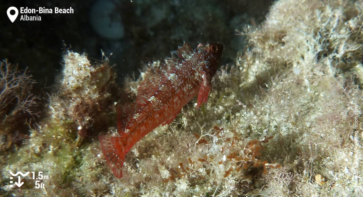 Triplefin blenny