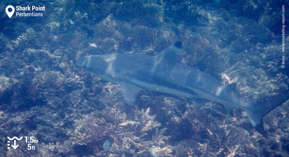 Blacktip reef shark in Shark Point