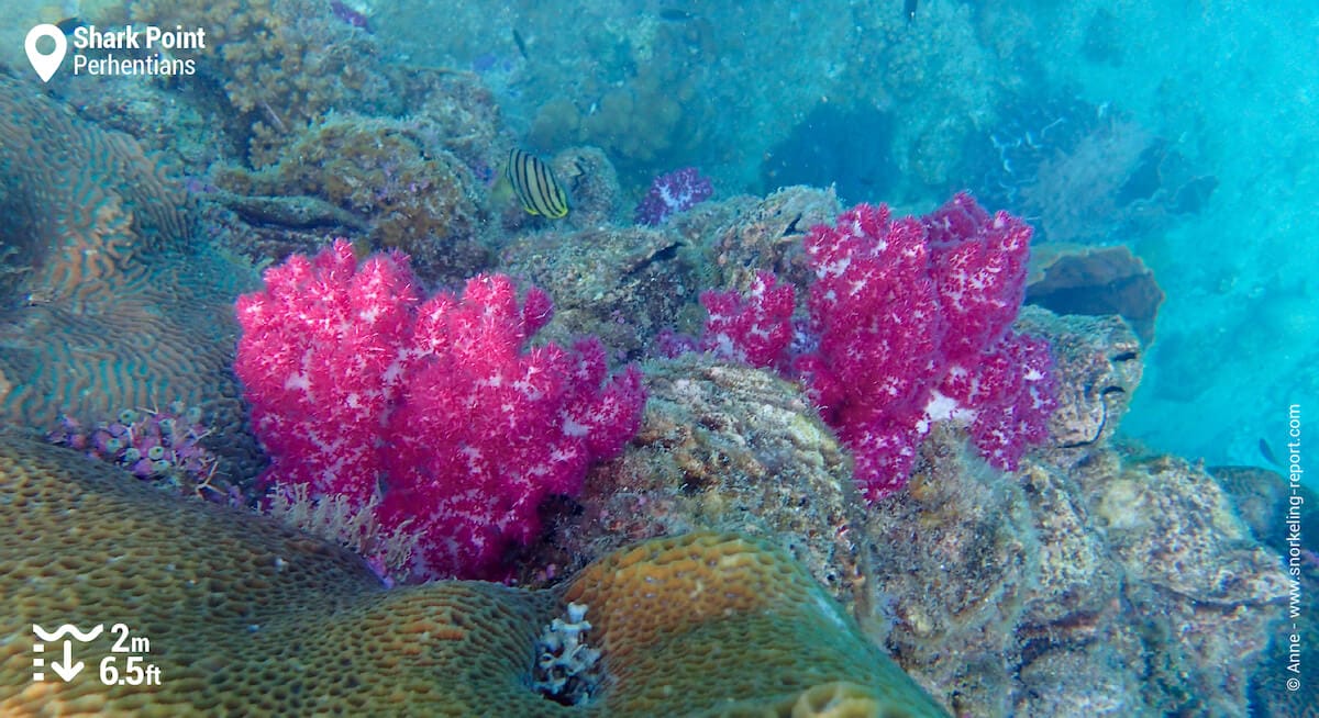 Coral reef at Shark Point