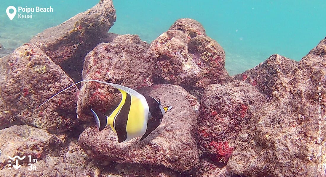 Moorish Idol in Poipu Beach