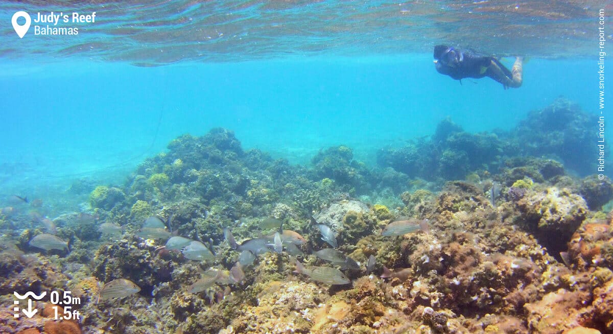 Snorkeler at Judy's Reef