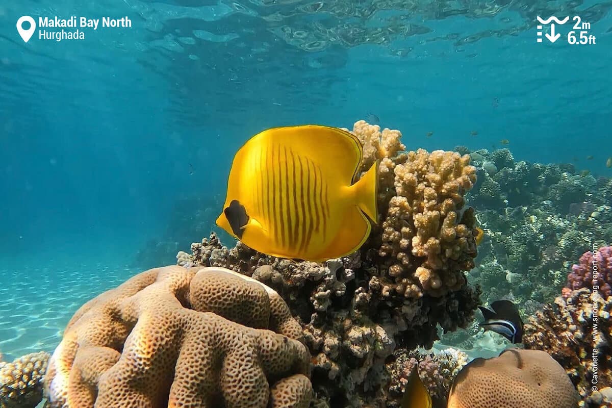 Bluecheek butterflyfish at Makadi Bay