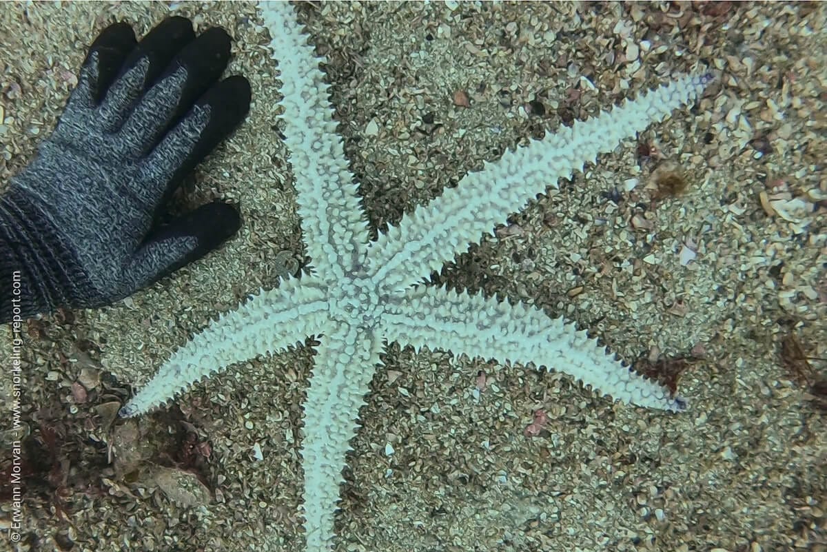 Etoile de mer à la Crique du Squeouel