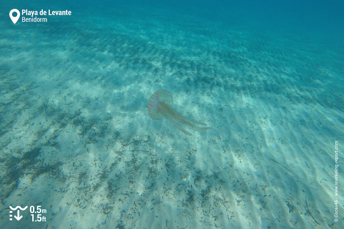 Jellyfish in Playa de Levante