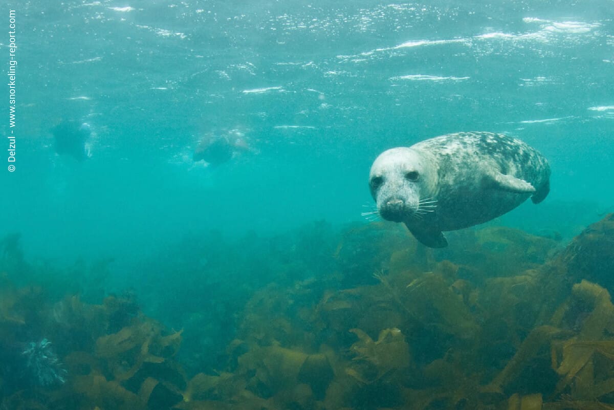 Phoque gris aux Etocs
