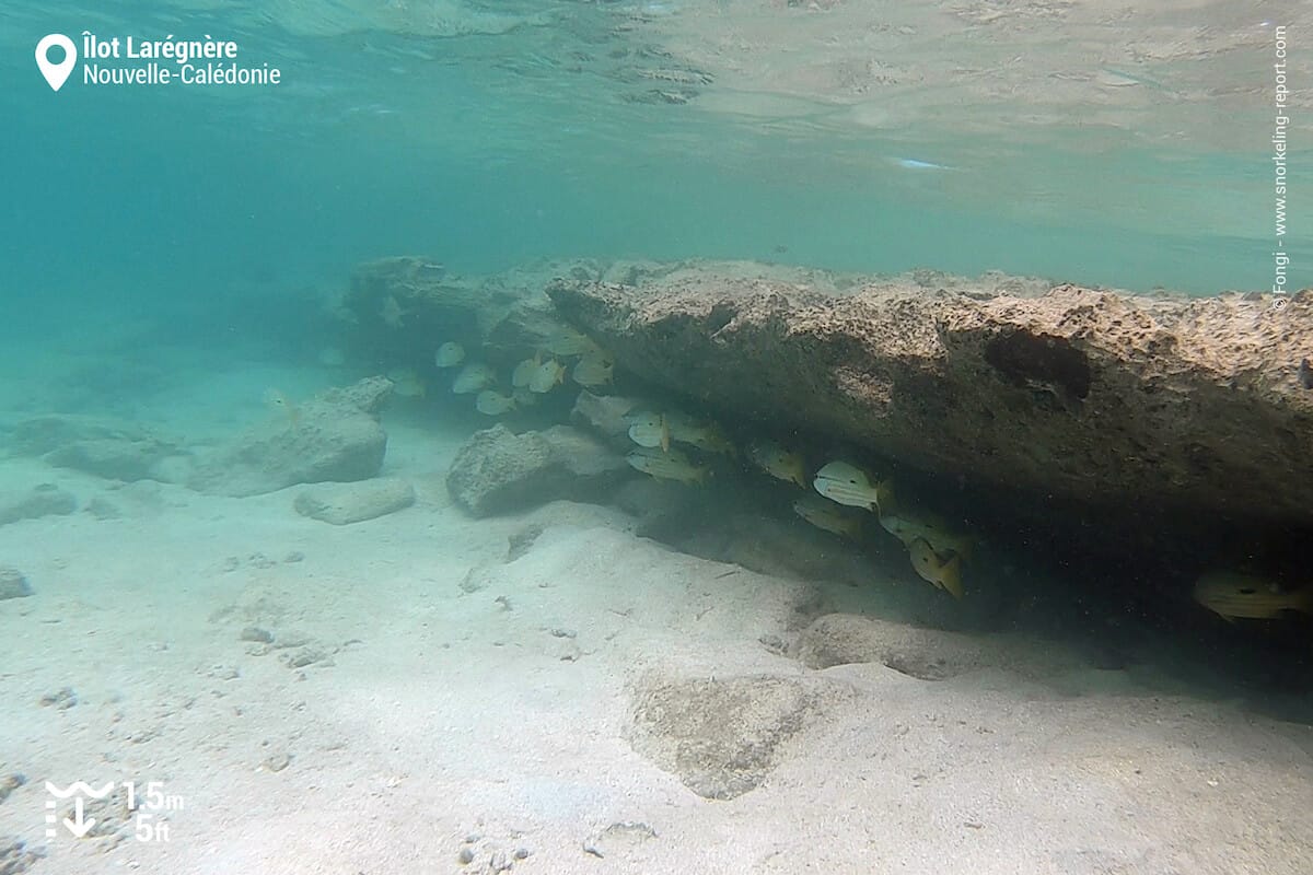 Banc de vivaneaux à l'Îlot Larégnère