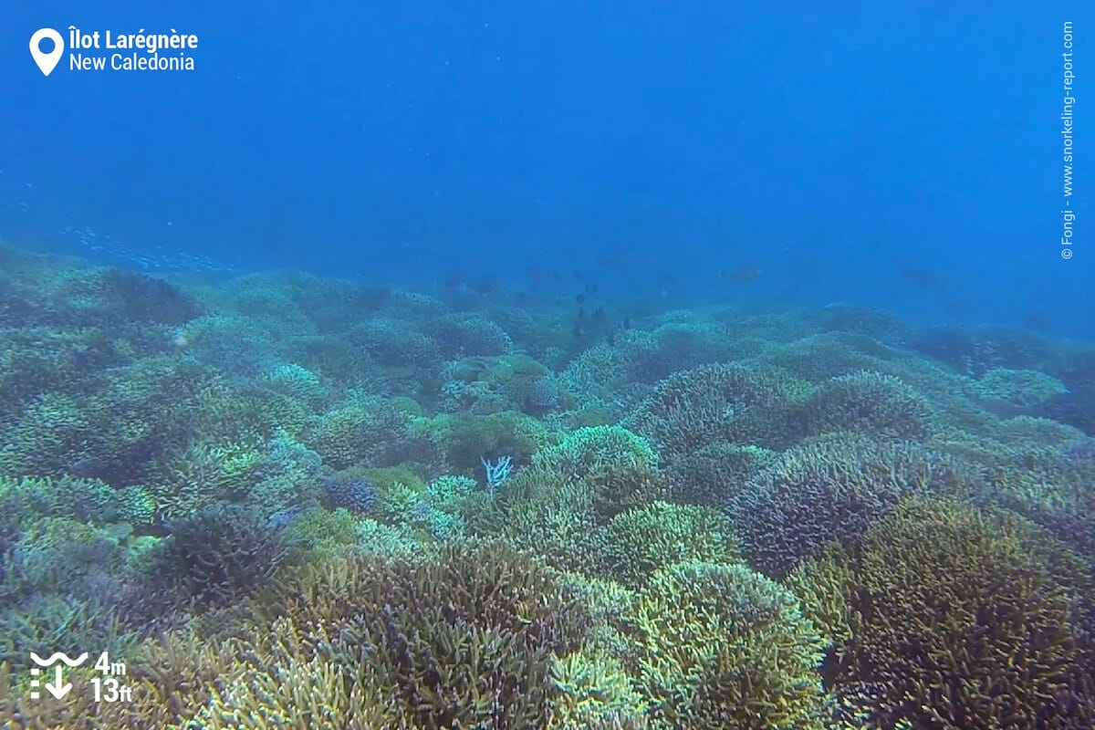 Coral reef at Laregnere Island