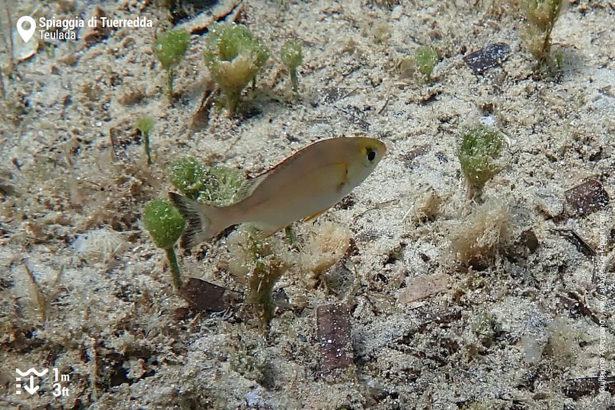 Fish at Spiaggia di Tuerredda