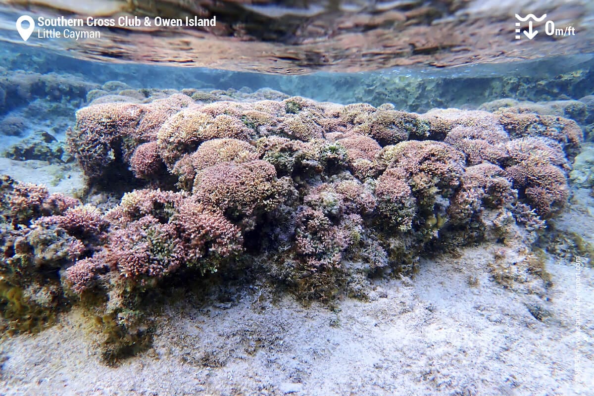 Unusual reef feature composed entirely of coralline red algae.