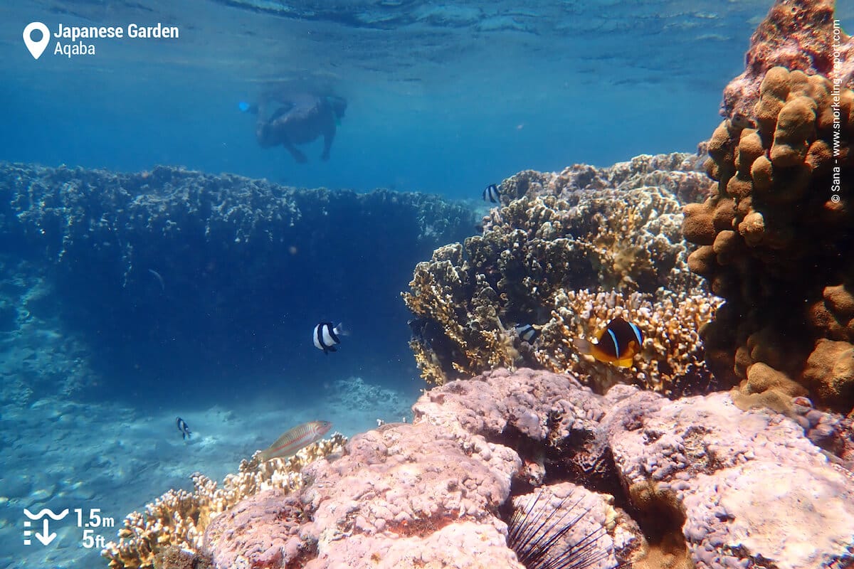 Snorkeler at Japanese Garden reef