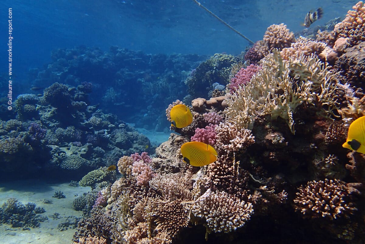 Bluecheek butterflyfish in Gordon Reef