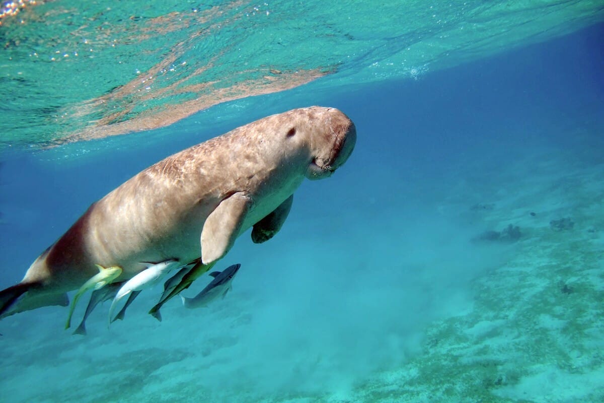 Dugong in Marsa Mubarak