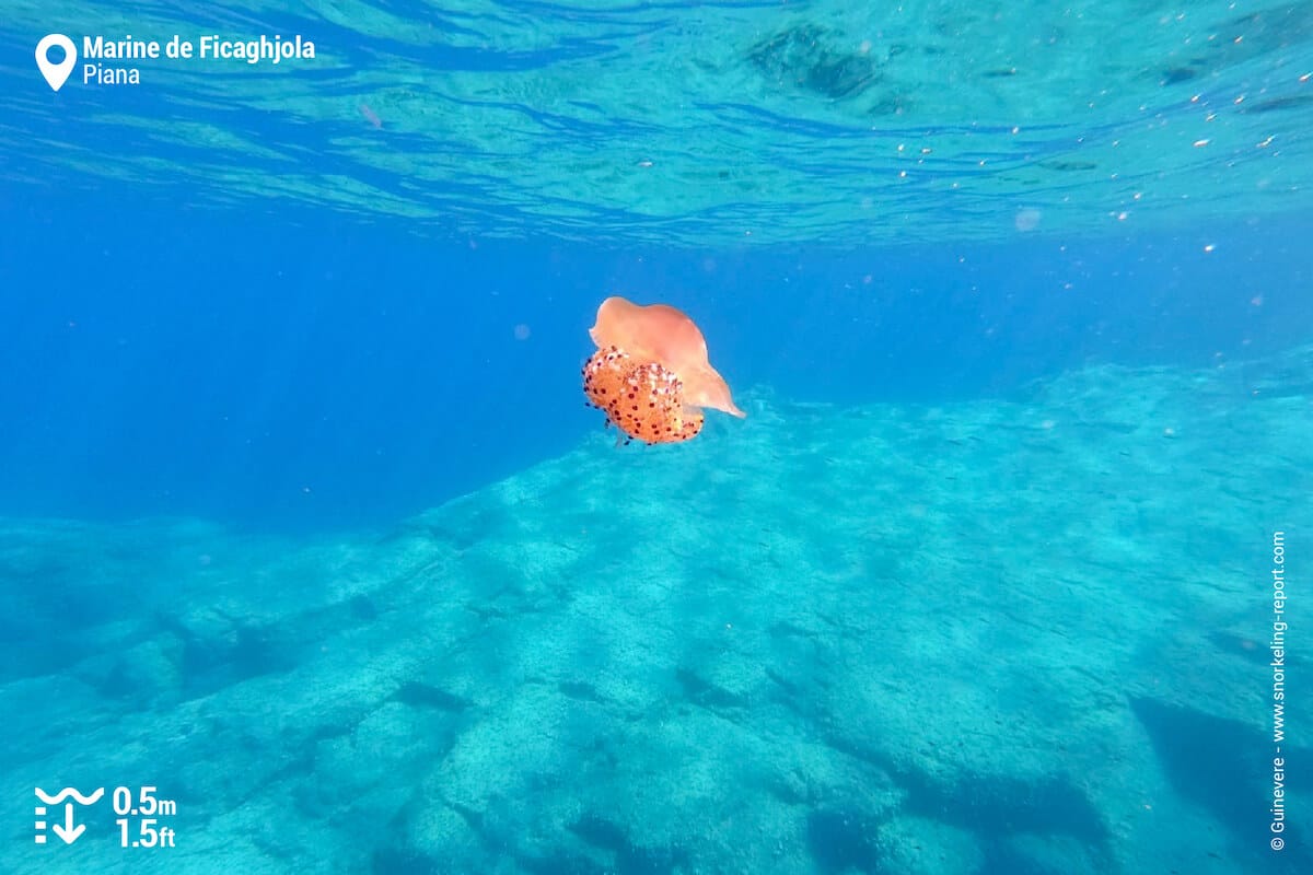 Fried-egg jellyfish in Ficaghjola Beach