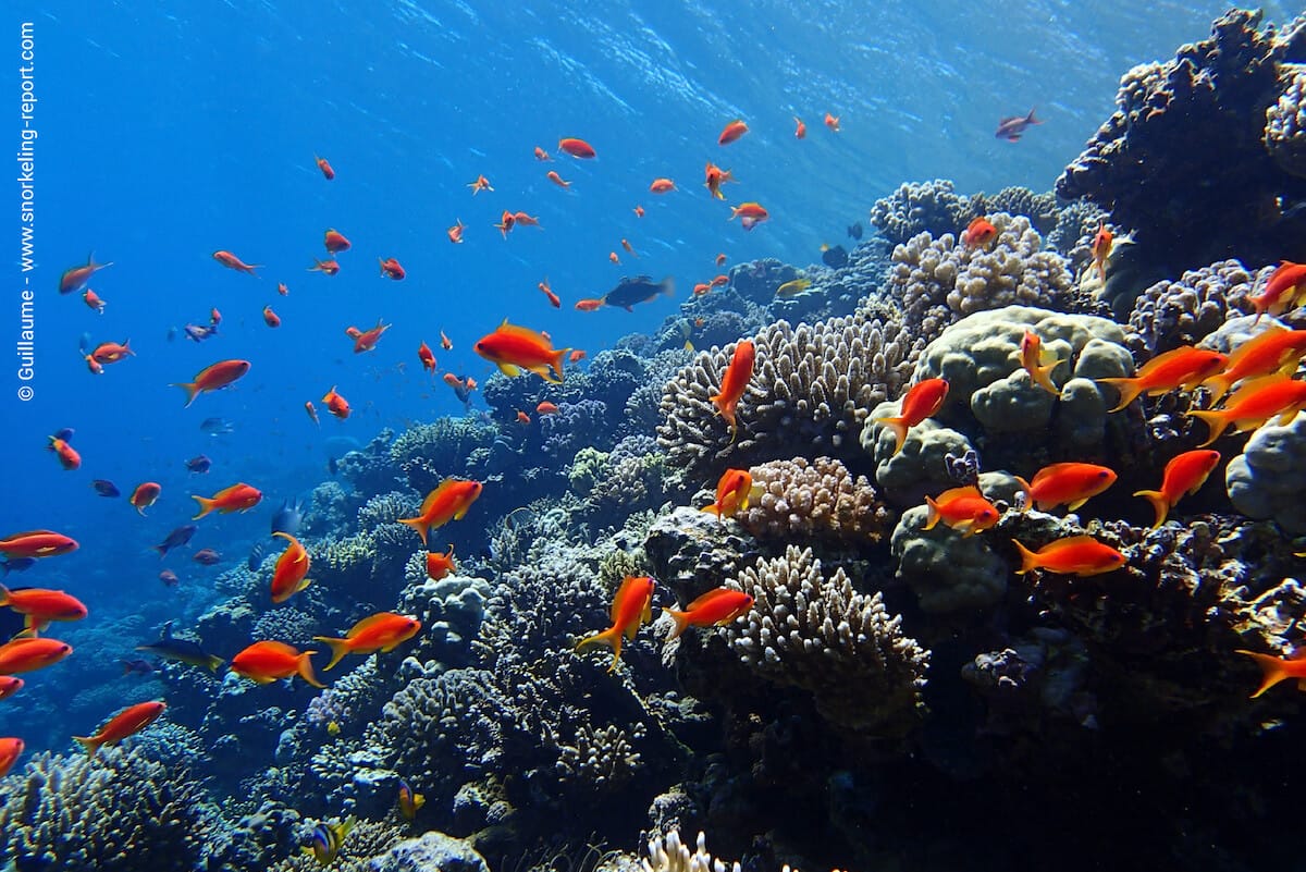 Sea goldies at Dahab's Blue Hole