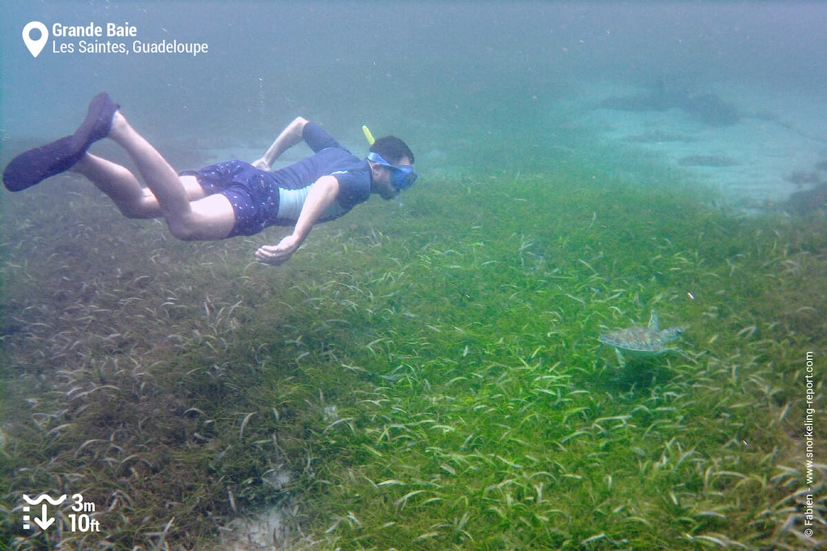 Snorkeling with a sea turtles in Grande Baie, Les Saintes