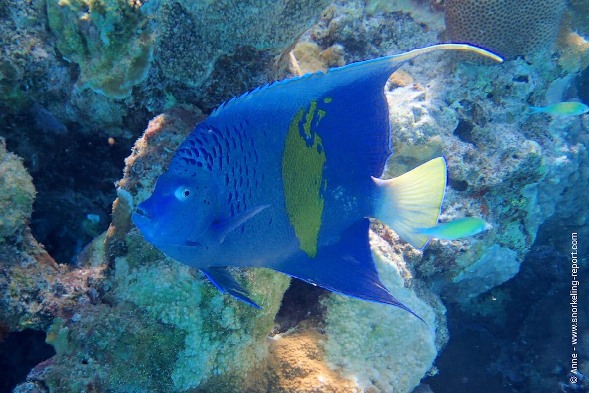 Yellowbar anglefish in Ras Um Sid