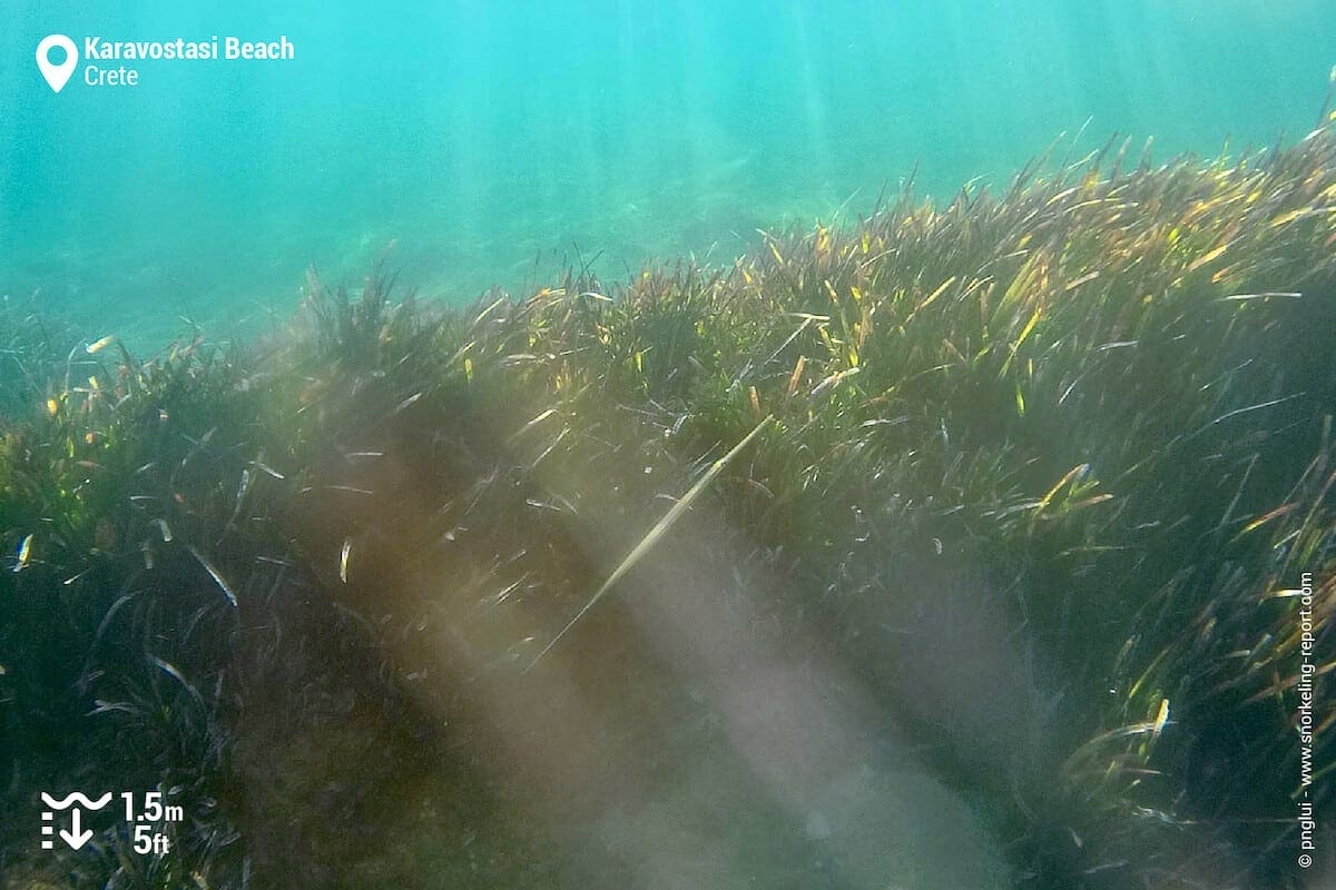 A bluespotted cornetfish in Karavostasi Beach.
