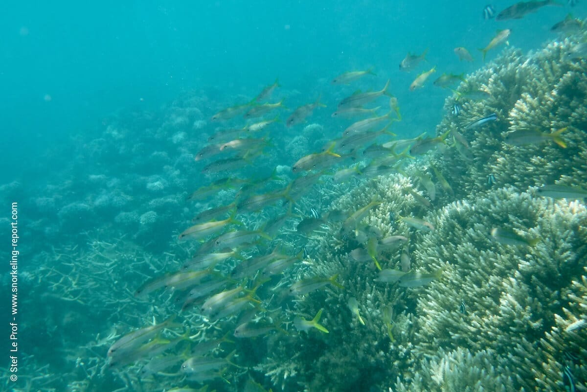 School of goatfish in Flic en Flac