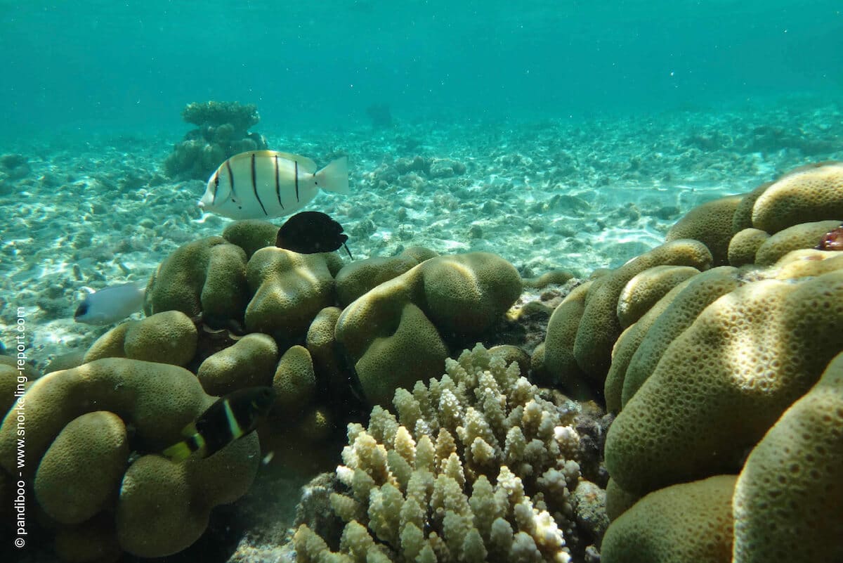 Coral reef at Flat and Gabriel