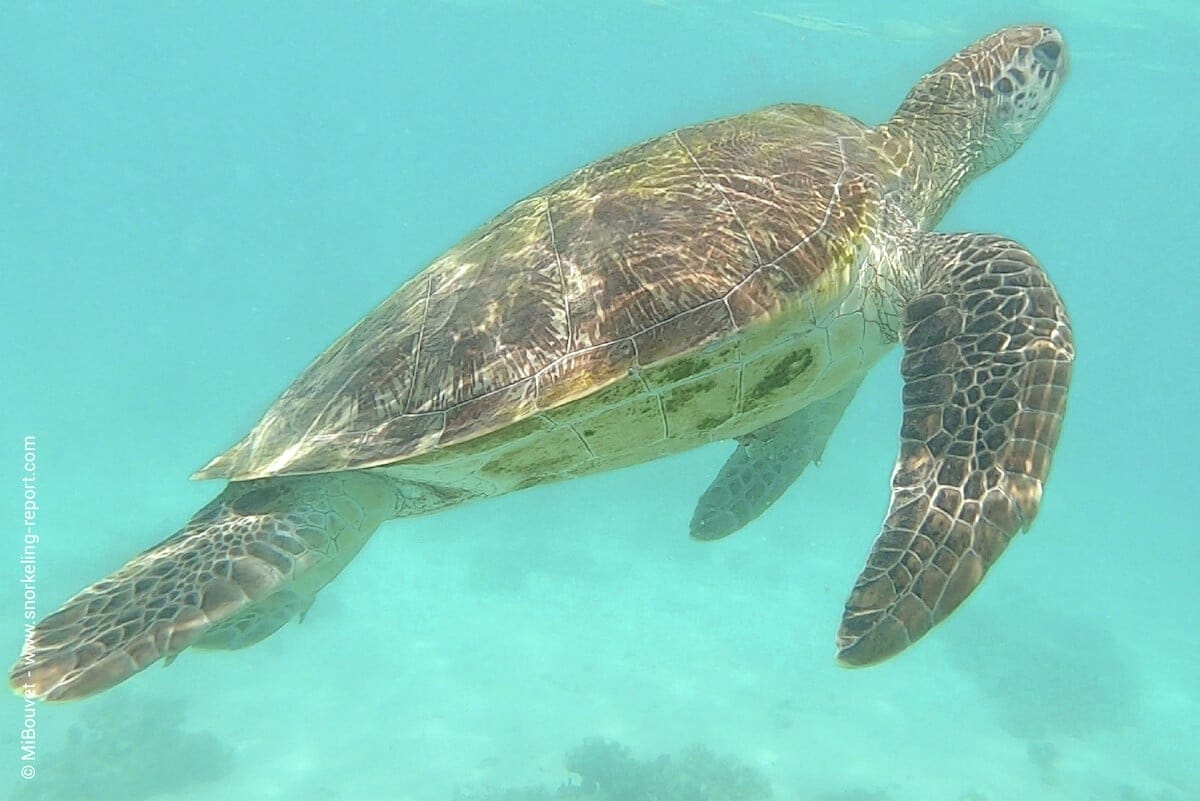 Green sea turtle in Trou aux Biches