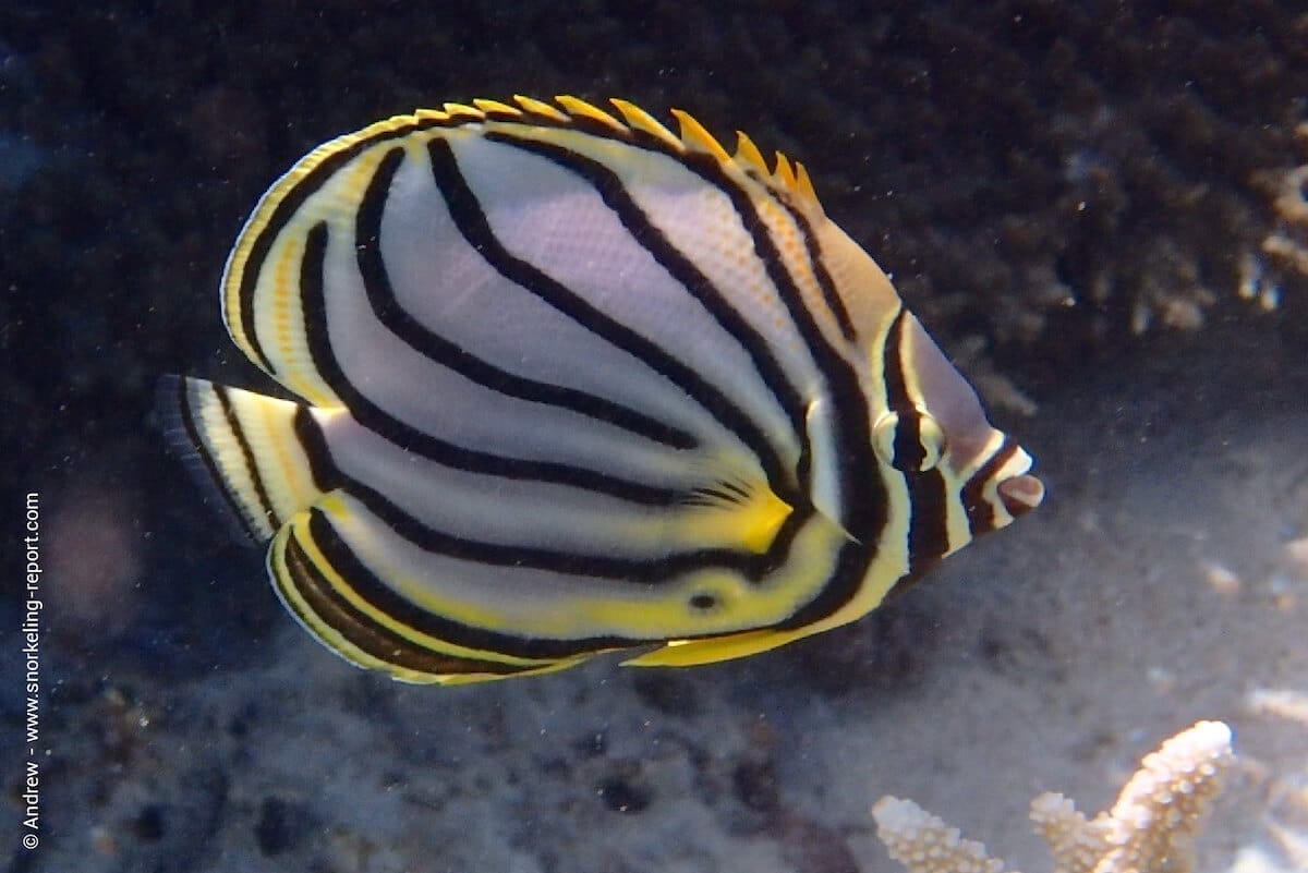 Scrawled butterflyfish in Blue Bay