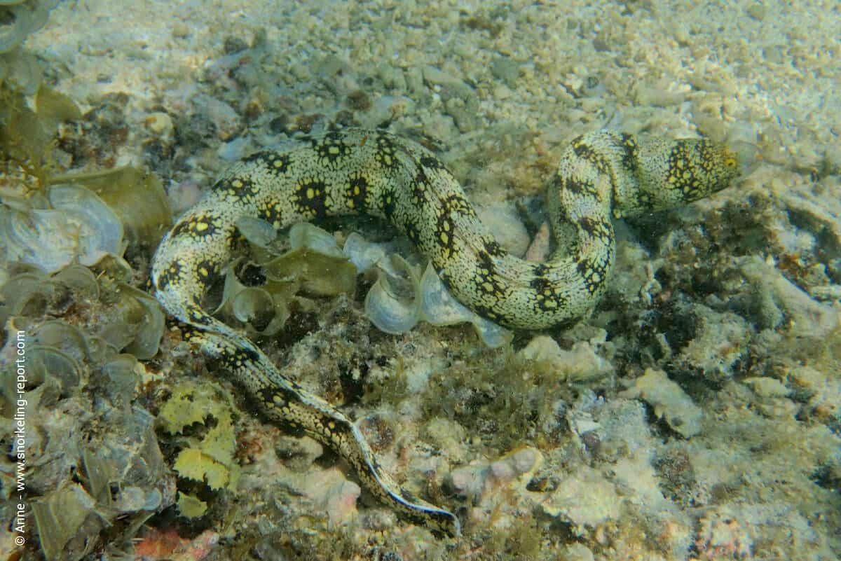Snowflake moray in Flic en Flac