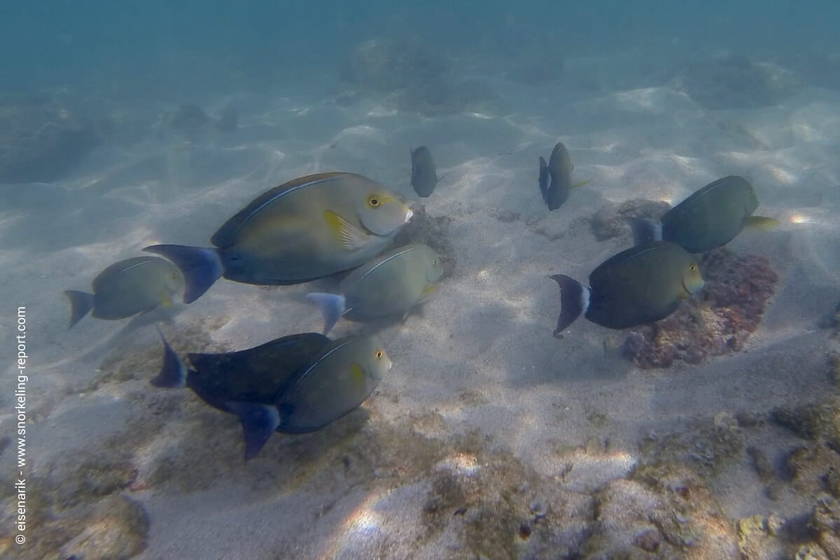 School of yellowfin surgeonfish in Playa Manuel Antonio