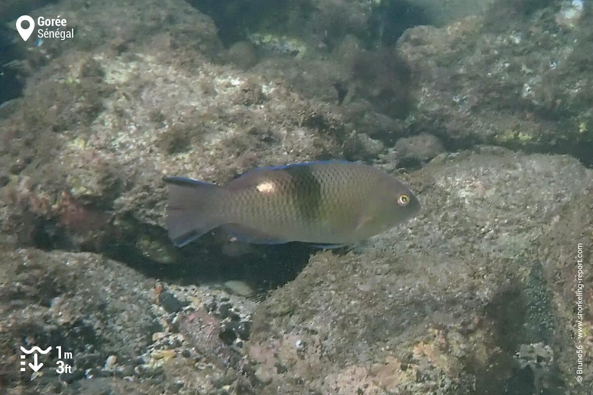 Blackbarred hogfish in Gorée