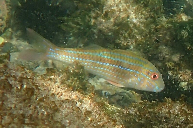 Pseudupeneus prayensis