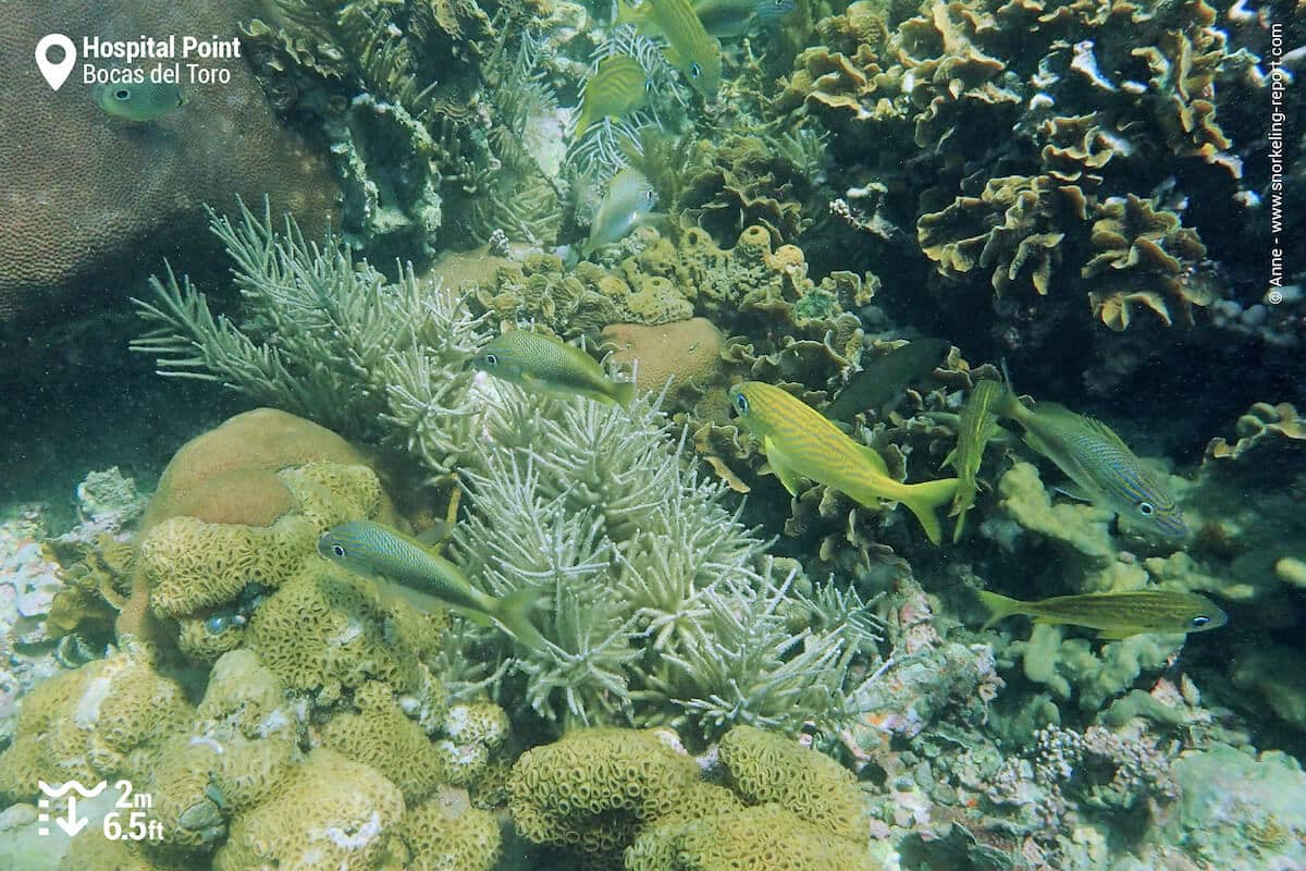 Reef life at Hospital Point