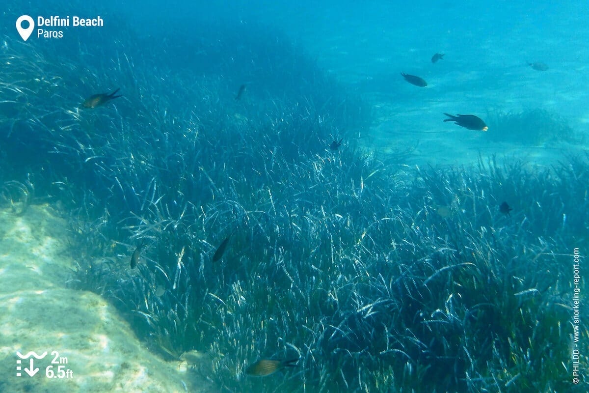 The seabed at Delfini Beach