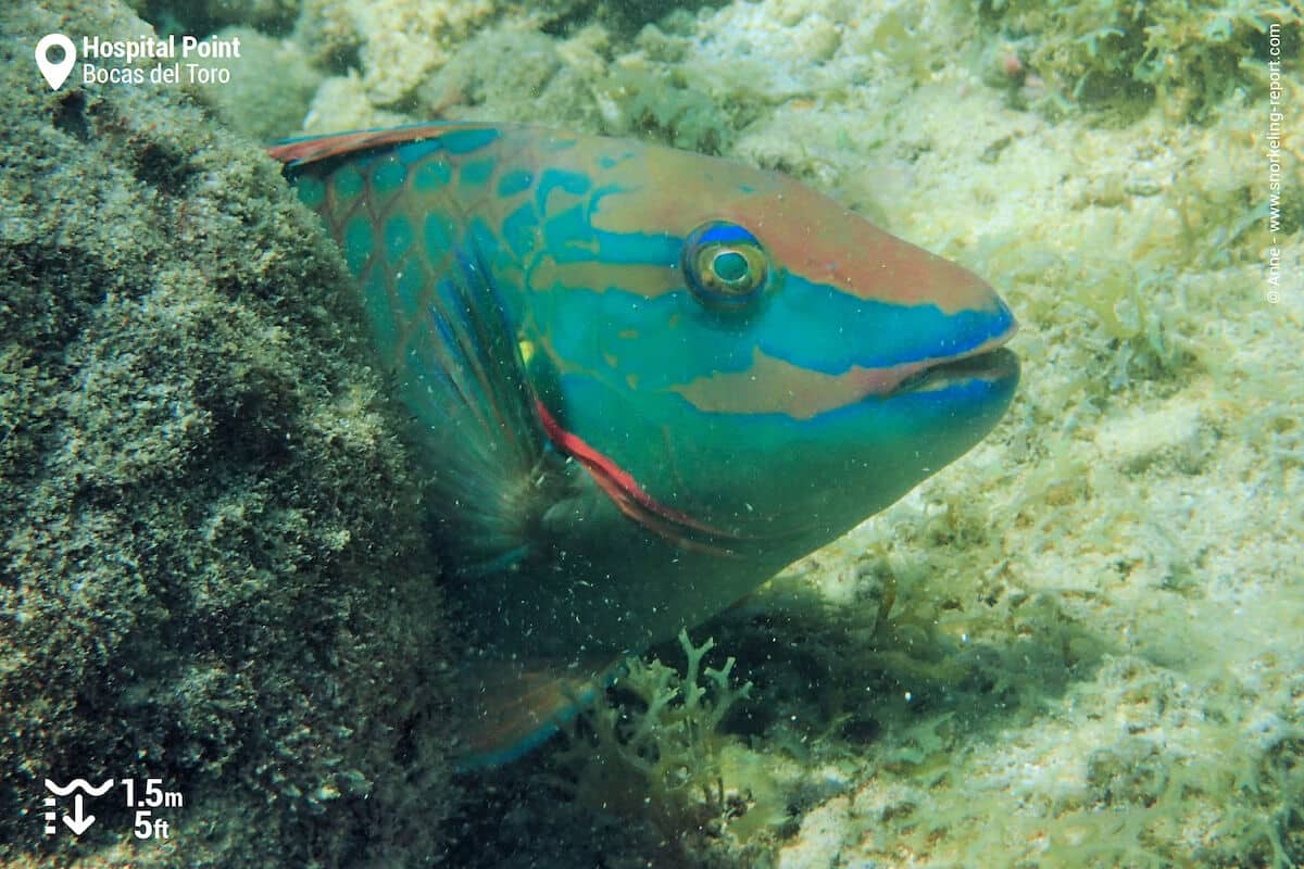 Stoplight parrotfish at Hospital Point