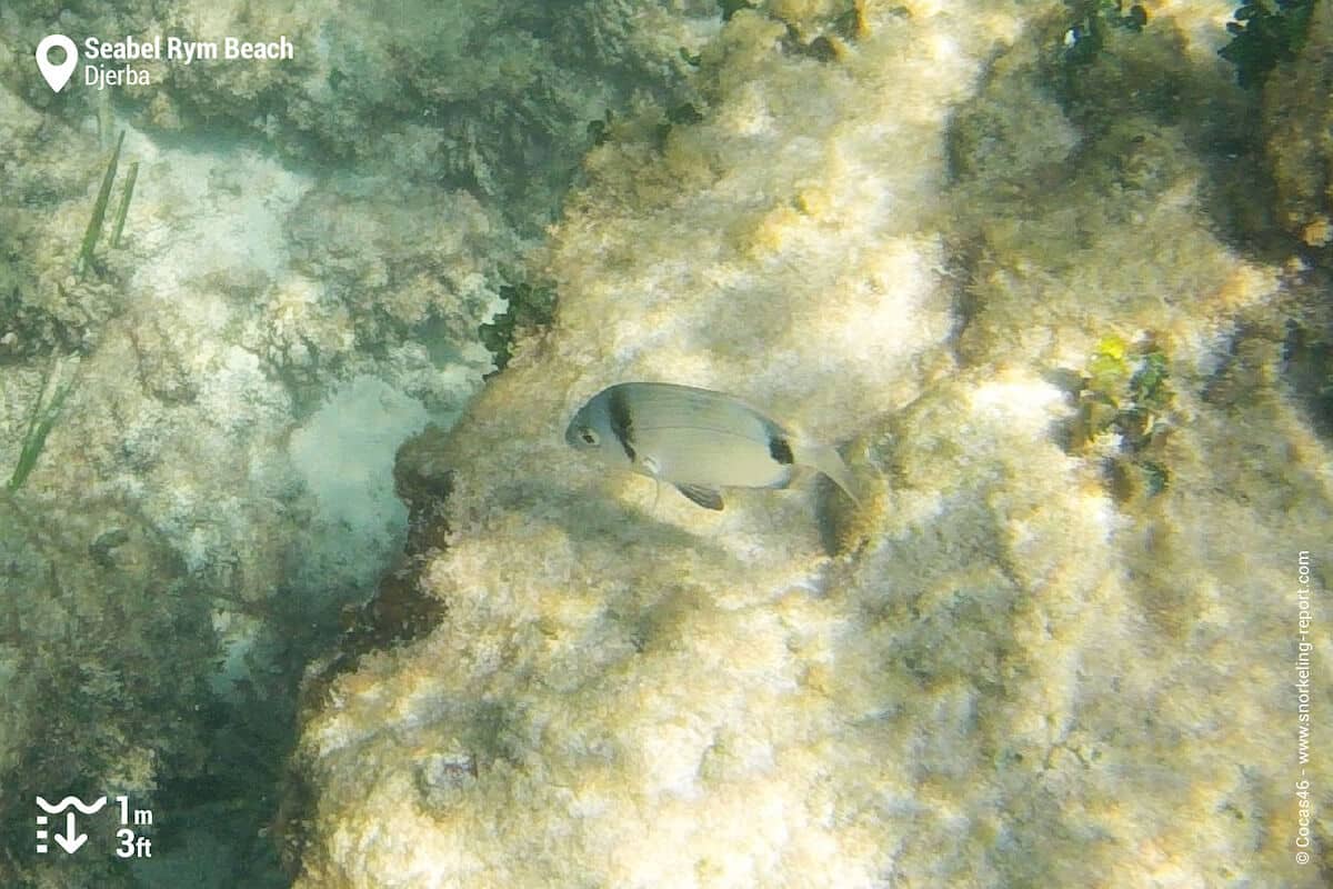Two-banded seabream in Djerba