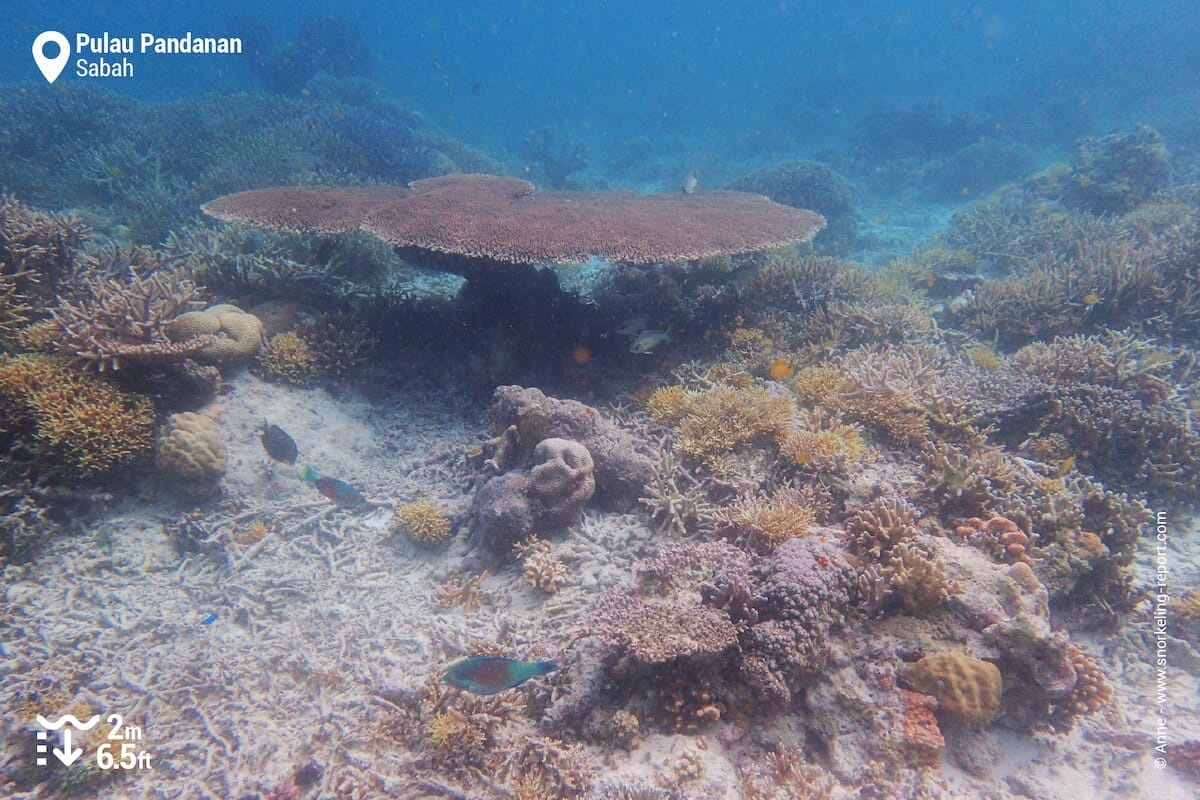 Coral reef at Pulau Pandanan