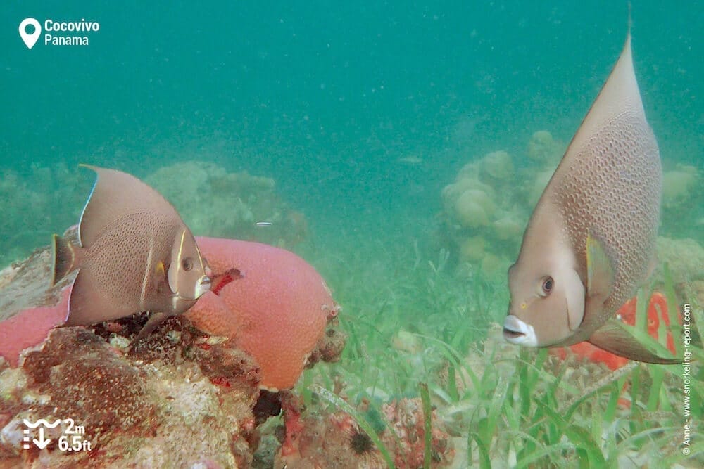 Gray angelfish at Cocovivo, Bocas del Toro