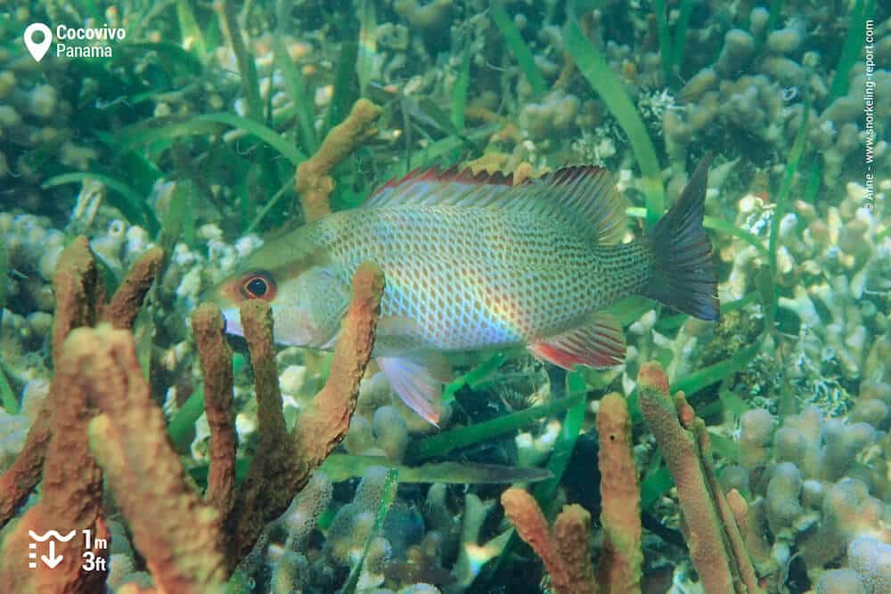 Grey snapper at Cocovivo