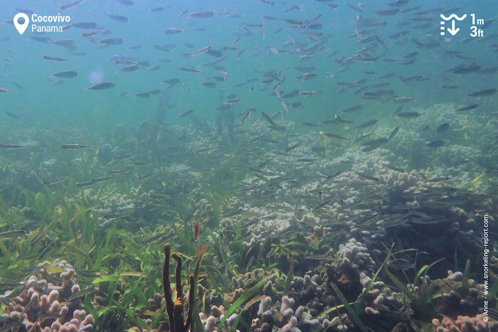Mangrove seabed at Cocovivo